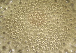 tCpłӂƂƂ