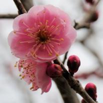 ume