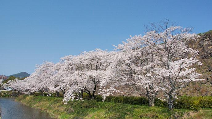 sasayamaf