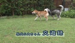 daiyou04