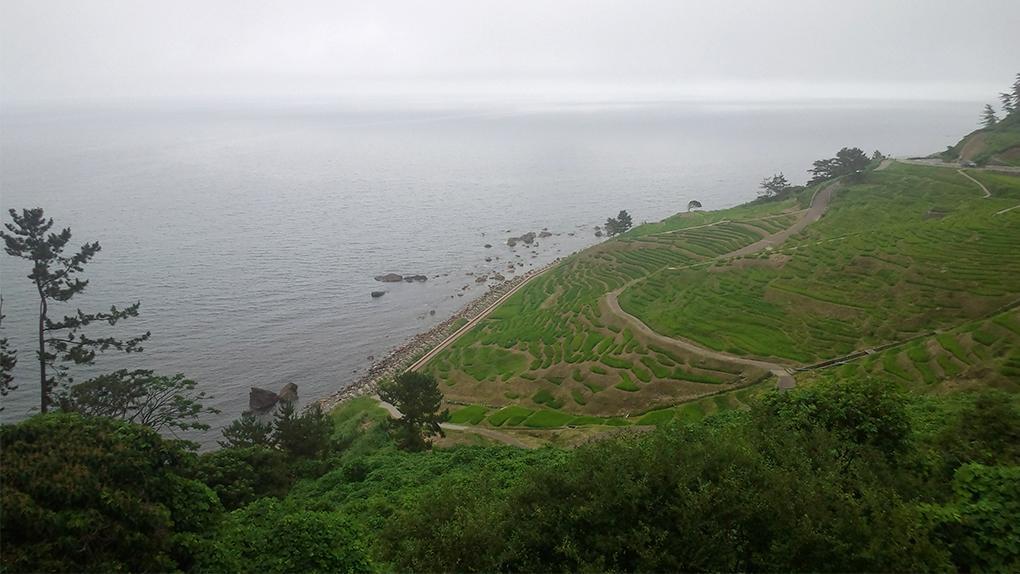 senmaida