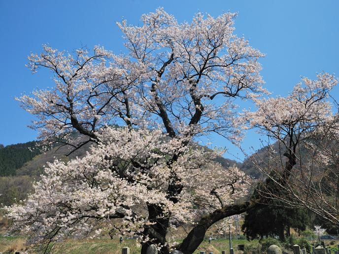 shouzua