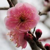 ume9