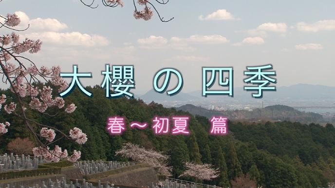 youoozakura2