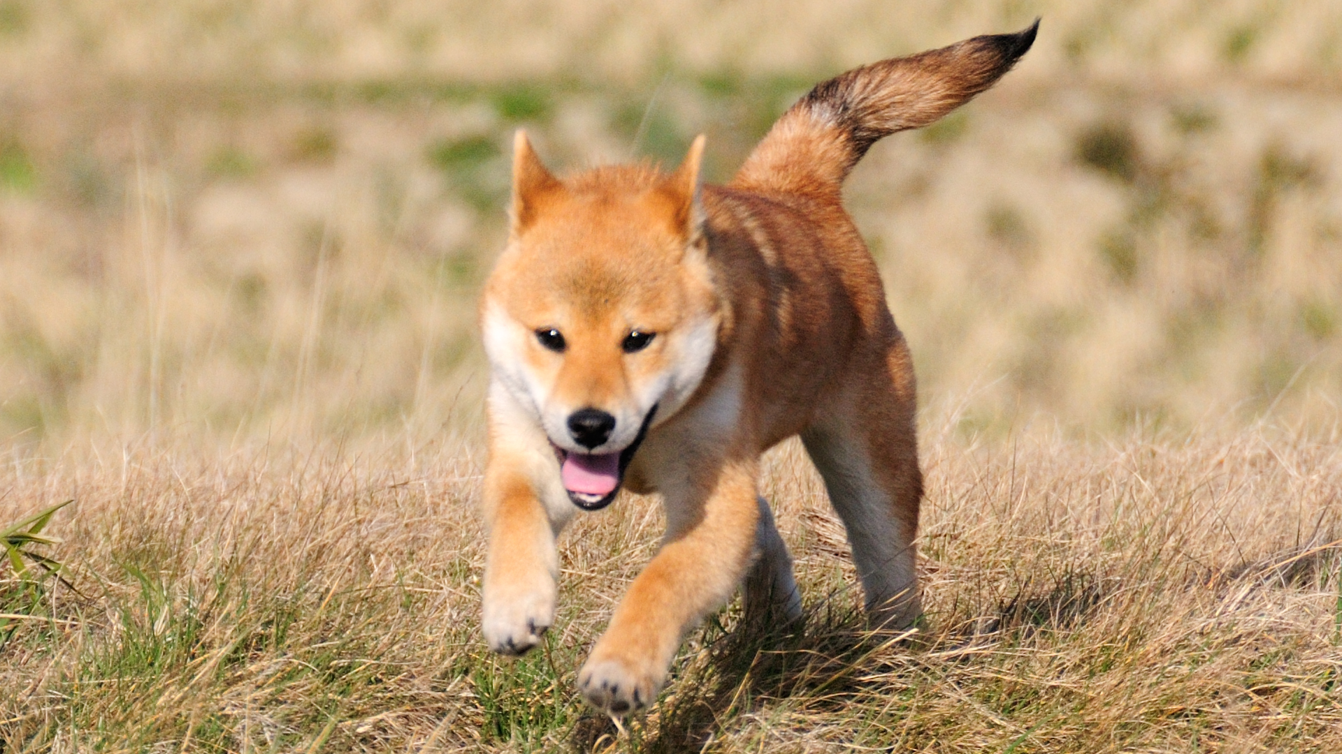 Thumbnail Image 1
