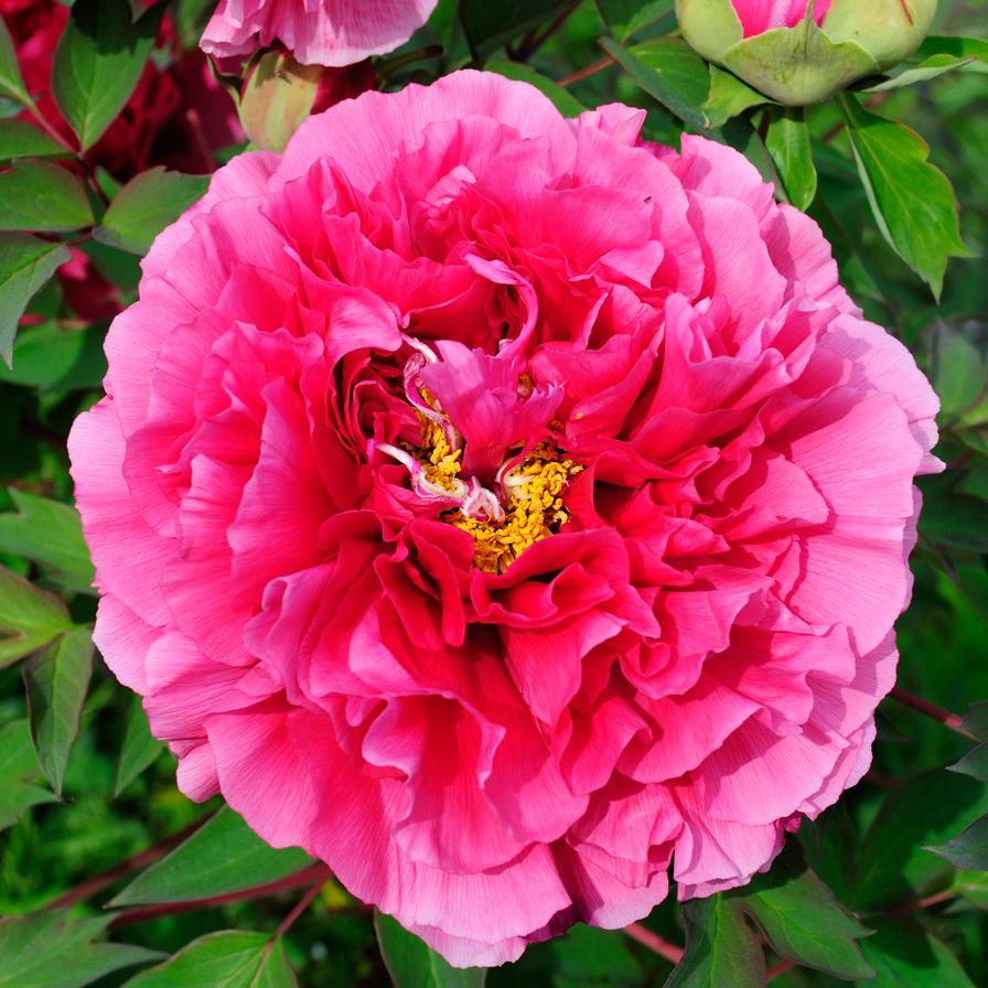 botanb1