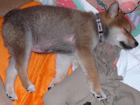 daia