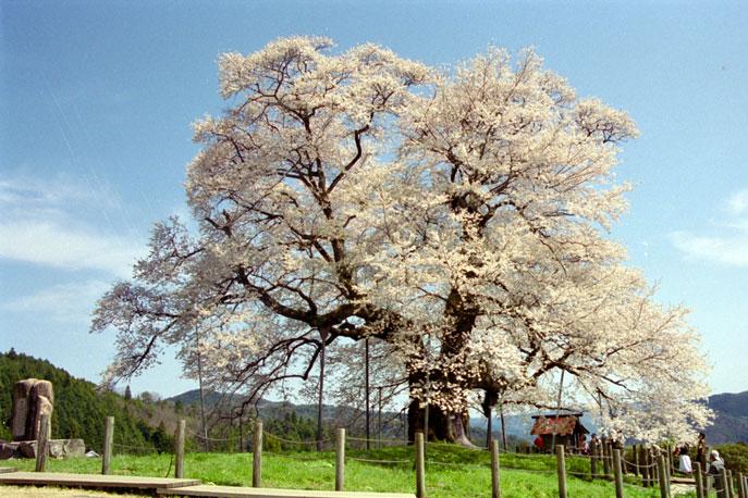 daigoa