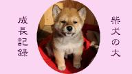 daiyoutube1