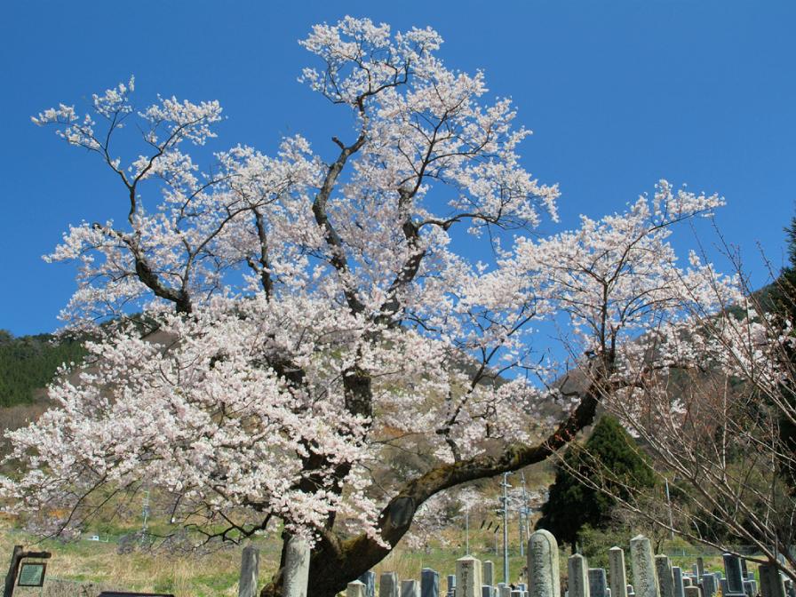 shozua