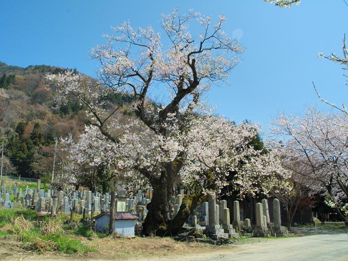 shozuf