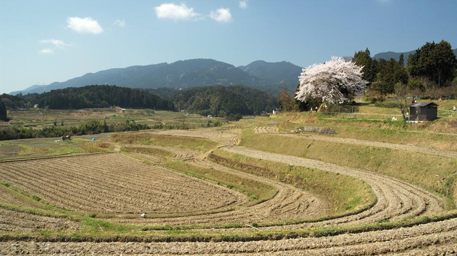 tanadaa