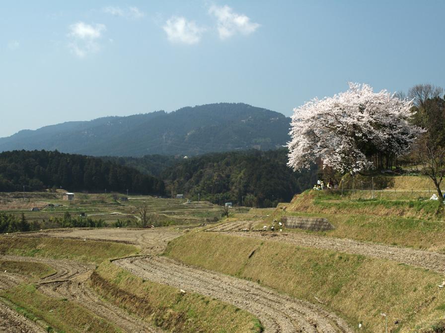 tanadab