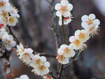 ume2