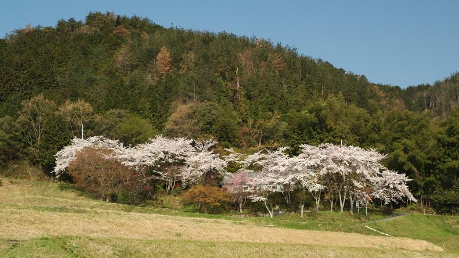 yayoib